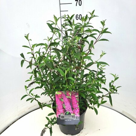 Buddleja davidii 'Royal Red' - afbeelding 4