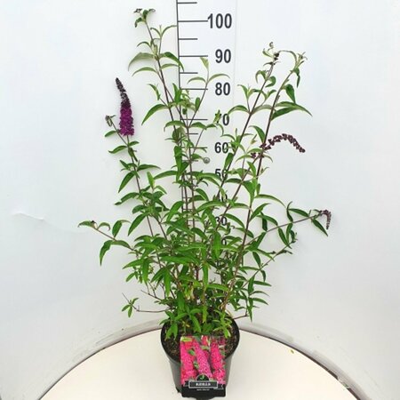 Buddleja davidii 'Royal Red' - afbeelding 3