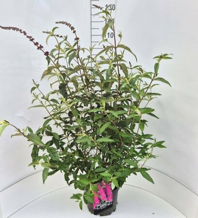 Buddleja davidii 'Royal Red' - afbeelding 5