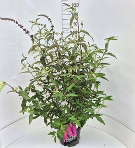 Buddleja davidii 'Royal Red' - afbeelding 5