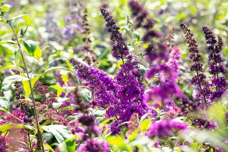 Buddleja davidii 'Royal Red' - afbeelding 1
