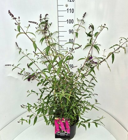 Buddleja davidii 'Royal Red' - afbeelding 6