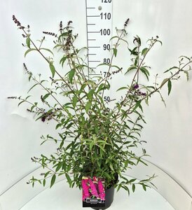 Buddleja davidii 'Royal Red' - afbeelding 6