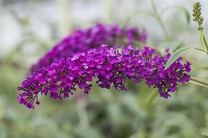 Buddleja davidii 'Royal Red' - afbeelding 2