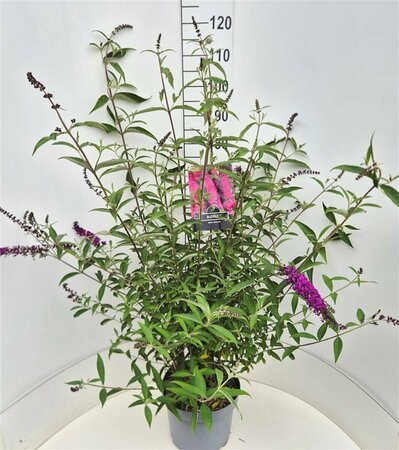 Buddleja davidii 'Royal Red' - afbeelding 7