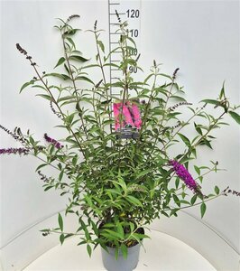 Buddleja davidii 'Royal Red' - afbeelding 7