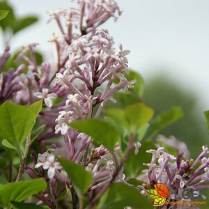 Syringa meyeri 'Palibin' ST. 100 C. 