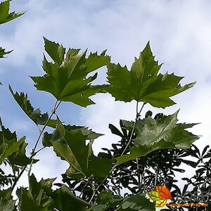 Platanus hispanica ST. 225 12-14 C. Dakster
