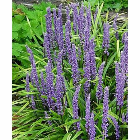 Liriope muscari 'Moneymaker' P9 - afbeelding 4