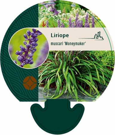 Liriope muscari 'Moneymaker' P9 - afbeelding 1