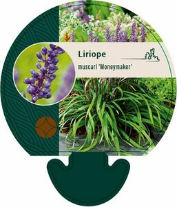 Liriope muscari 'Moneymaker' P9