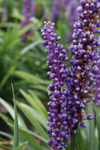 Liriope muscari 'Moneymaker' P9 - afbeelding 8