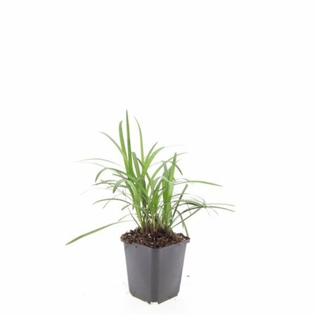 Liriope muscari 'Moneymaker' P9 - afbeelding 3