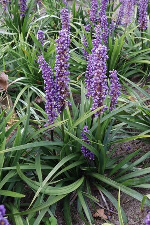 Liriope muscari 'Moneymaker' P9 - afbeelding 9