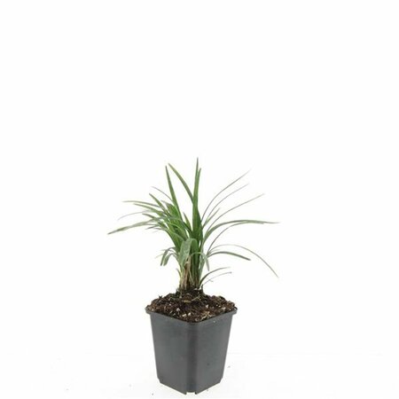 Liriope muscari 'Moneymaker' P9 - afbeelding 2