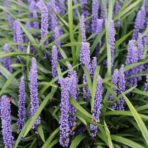 Liriope muscari 'Moneymaker' P9 - afbeelding 6