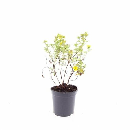 Potentilla fruticosa 'Goldfinger' C1.5 - afbeelding 6