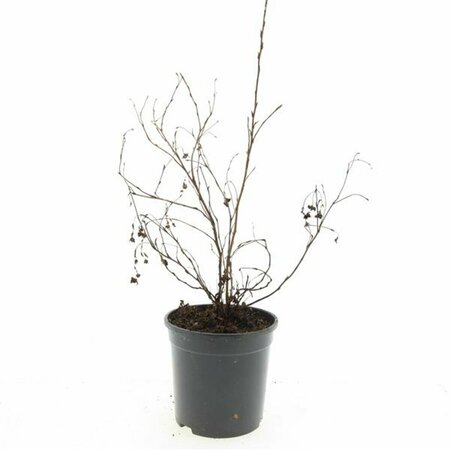 Potentilla fruticosa 'Goldfinger' C1.5 - afbeelding 1