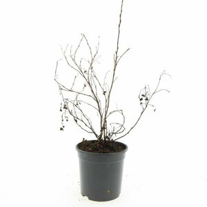 Potentilla fruticosa 'Goldfinger' C1.5