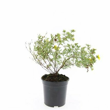 Potentilla fruticosa 'Goldfinger' C1.5 - afbeelding 2