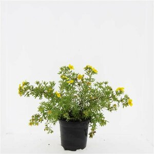 Potentilla fruticosa 'Goldfinger' C1.5 - afbeelding 3