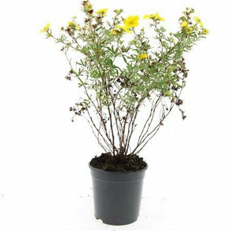 Potentilla fruticosa 'Goldfinger' C1.5 - afbeelding 4