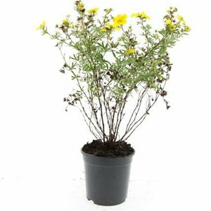 Potentilla fruticosa 'Goldfinger' C1.5 - afbeelding 4