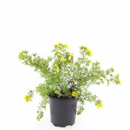 Potentilla fruticosa 'Goldfinger' C1.5 - afbeelding 5