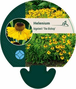 Helenium bigelovii 'The Bishop' P9