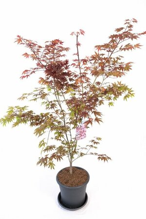 Acer palmatum 'Atropurpureum' - afbeelding 3