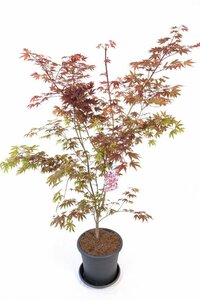 Acer palmatum 'Atropurpureum' - afbeelding 3