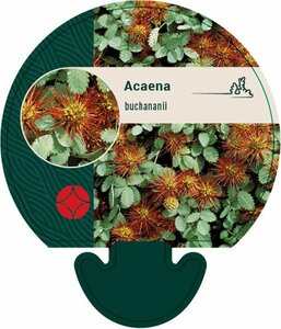 Acaena buchananii P9 - afbeelding 2