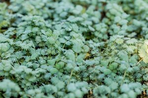 Acaena buchananii P9 - afbeelding 5