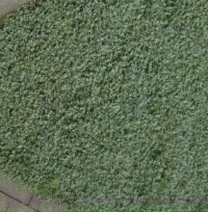 Acaena buchananii P9 - afbeelding 4