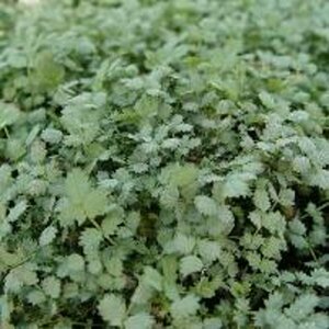 Acaena buchananii P9