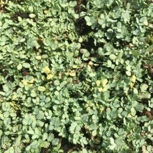 Acaena buchananii P9 - afbeelding 6