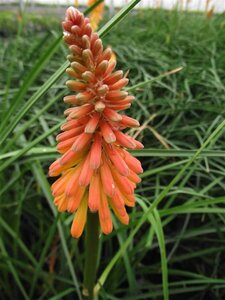 Kniphofia 'Alcazar' P9 - afbeelding 4