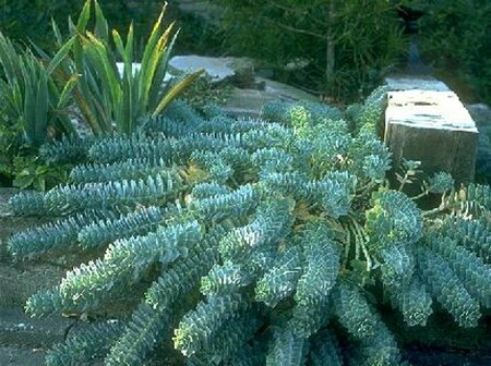 Euphorbia myrsinites P9 - afbeelding 1