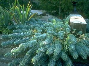 Euphorbia myrsinites P9