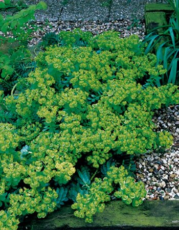 Euphorbia myrsinites P9 - afbeelding 5