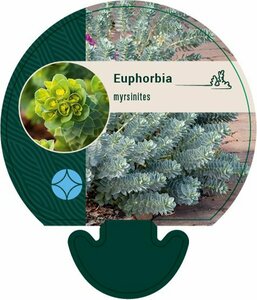 Euphorbia myrsinites P9 - afbeelding 4