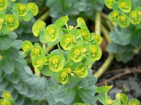 Euphorbia myrsinites P9 - afbeelding 3