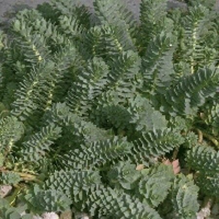 Euphorbia myrsinites P9 - afbeelding 6