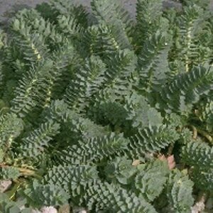 Euphorbia myrsinites P9 - afbeelding 6