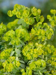 Euphorbia myrsinites P9 - afbeelding 7