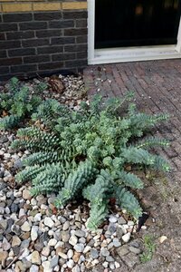 Euphorbia myrsinites P9 - afbeelding 9