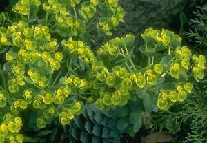 Euphorbia myrsinites P9 - afbeelding 2