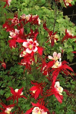 Aquilegia 'Crimson Star' P9 - afbeelding 1