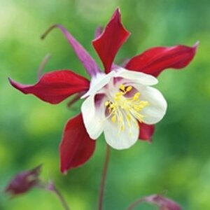 Aquilegia 'Crimson Star' P9 - afbeelding 5