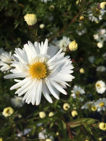 Aster novae-belgii 'White Ladies' P9 - afbeelding 7